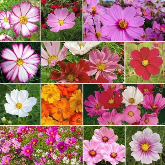 Cosmos Seeds Mix - Heirloom Non-GMO Pollinator Attracting Annual - Cosmos bipinnatus - 200 Seeds