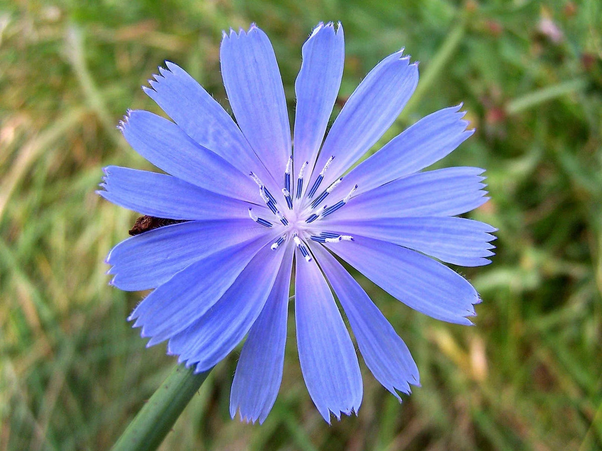 Chickroy Wildflower Seeds 2,000 Count - Diverse Wildlife Food for Planting - Great for Pollinators and Garden Biodiversity