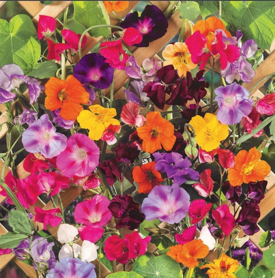 Climbing Vine Mix - Landscaper's Pack of 150 Seeds - Colorful Climbers - 6 Species for Garden Trellises and Arbors