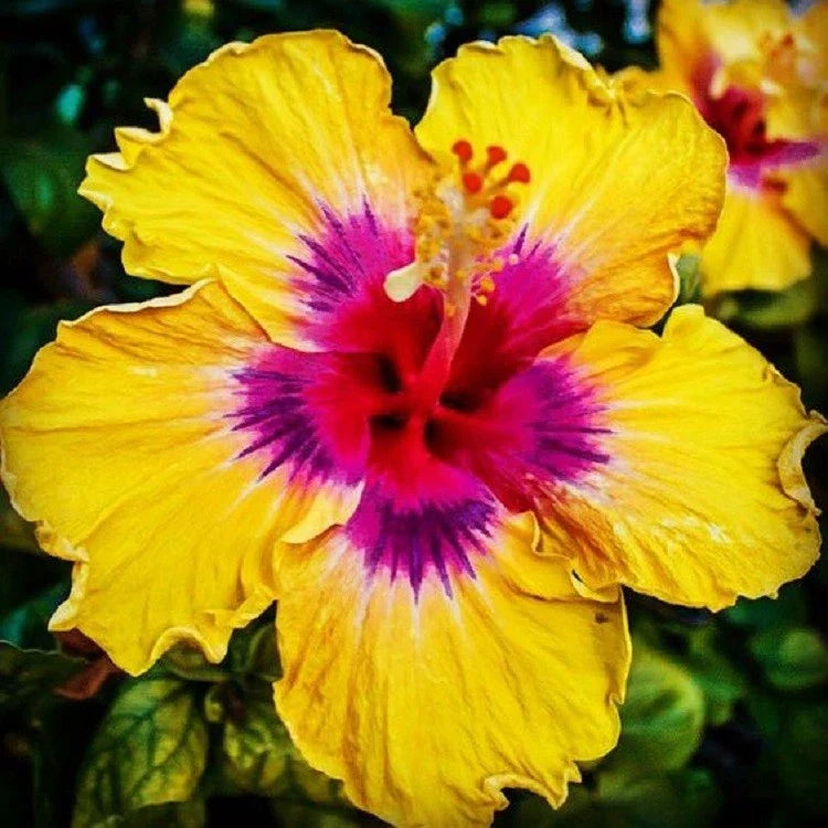 Hibiscus Seeds - 20 Yellow Pink Perennial Tropical Flower Seeds - Hibiscus rosa-sinensis - US Seller