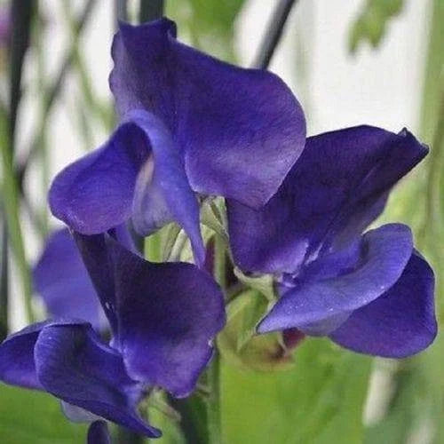Royal Navy Blue Sweet Pea Seeds - Climbing Vine, Blue & Purple Flowers, Lathyrus odoratus, Heirloom Garden Seeds, Fragrant Blooms