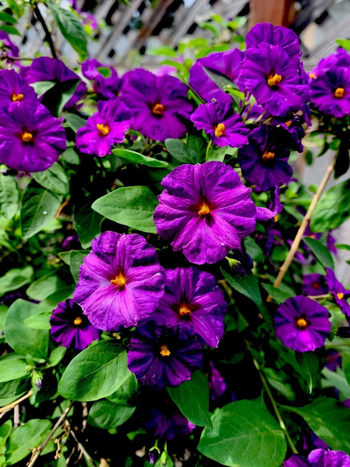Lycianthes rantonnetii Kangaroo Apple Live Perennial Plant, 6-8 Inches, Blue-Purple Flowers, Indoor Outdoor Garden