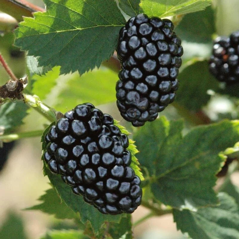 Blackberry Cuttings 8" Organic Non-GMO Rubus fruticosus Propagation Plants
