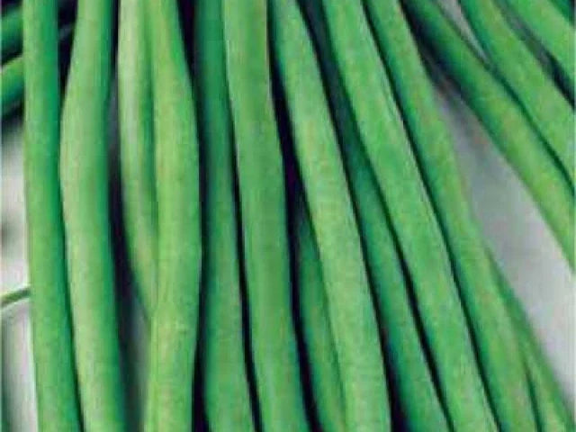 Top Crop Green Bean Seeds - Fresh Non-GMO Seeds - Phaseolus vulgaris - Ideal for Home Gardening - FREE Shipping