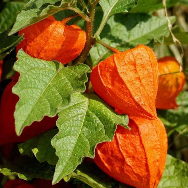 Chinese Lantern Seeds - Heirloom Physalis Franchetti, Non-GMO Vegetable, Edible Lantern Fruits, USA, 100+ Seeds