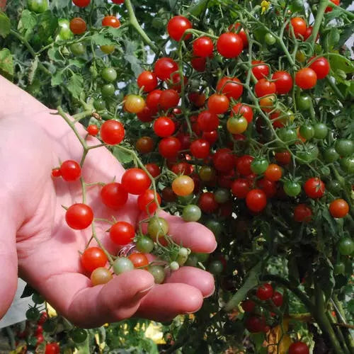 Sweet Pea Currant Tomato Seeds - Tiny Size - Rare Variety - 120+ Seeds - Ideal for Gardens - Solanum pimpinellifolium