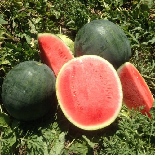Belmont Watermelon Seeds - 50+ Pack for Garden Planting - Citrullus lanatus - USA Grown