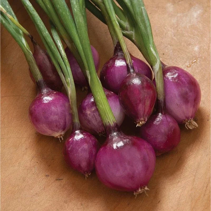 Purplette Onion Seeds - Non-GMO Allium cepa Specialty Onion Variety - Vibrant Purple Bulb Seeds for Home Garden & Farming