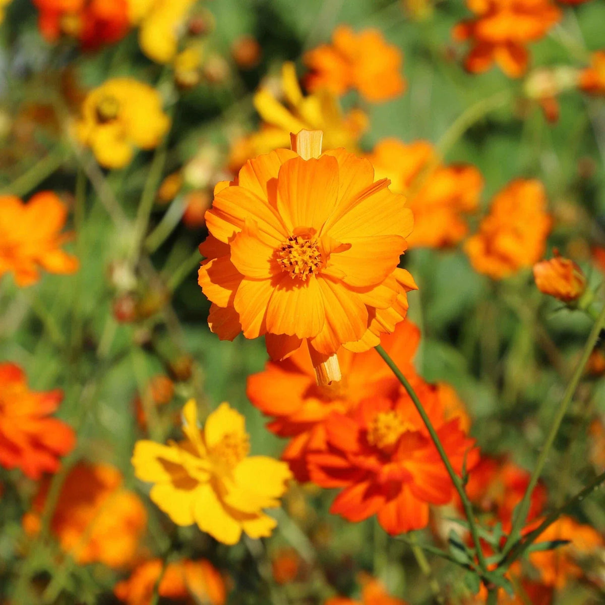 Diablo Cosmos Seeds - 200+ Pack for Garden Planting - Colorful Annual Flowers - Cosmos bipinnatus