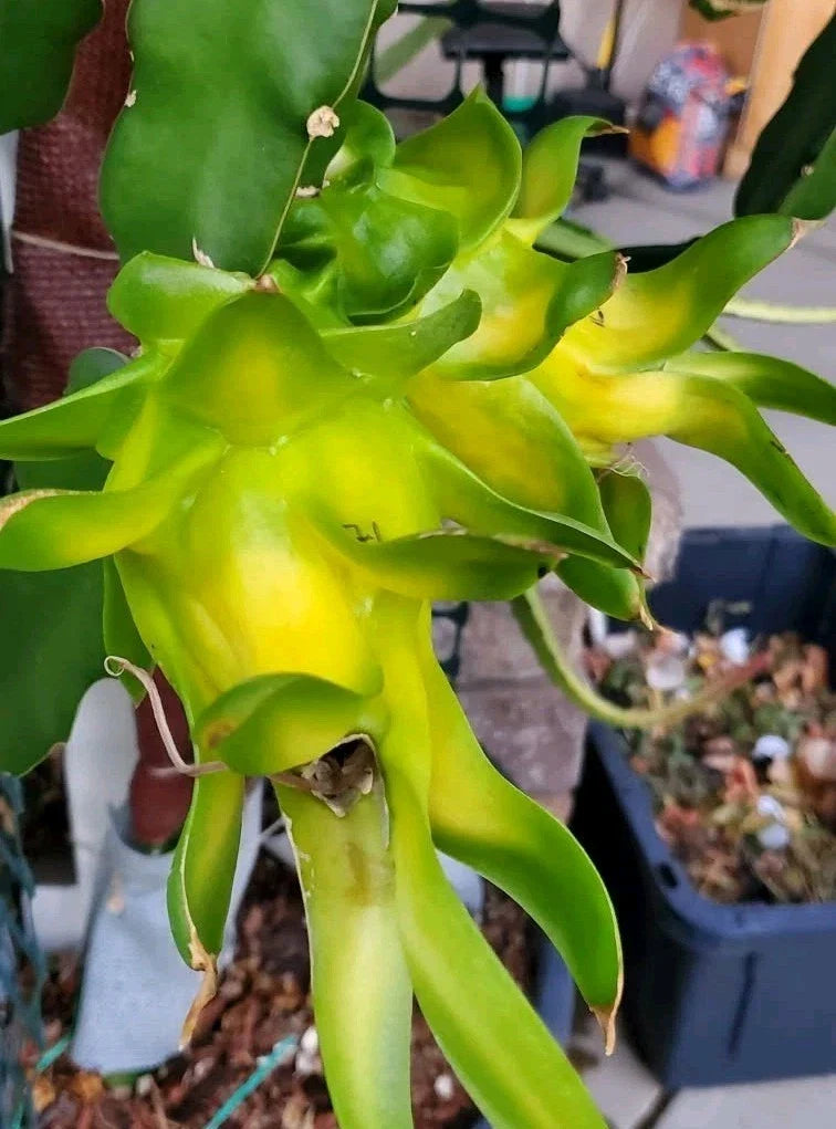 Rooted Yellow Dragon Fruit Cutting - 8-10 Inch Israeli Pitaya - Exotic Fruit Plant for Home Garden, Hylocereus undatus