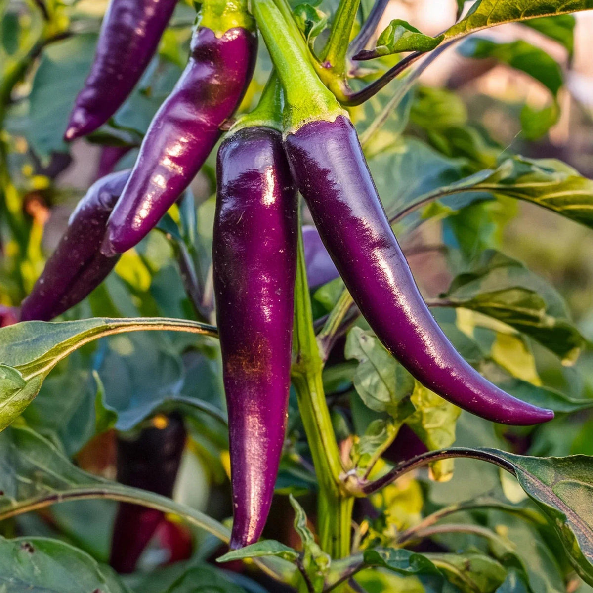 Purple Cayenne Pepper Seeds - 200+ Heirloom Organic Non-GMO Hot Seeds - Capsicum annuum