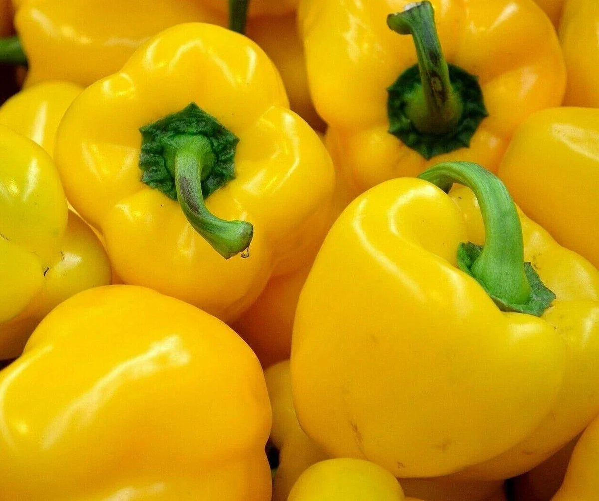 Yellow Bell Pepper Seeds - 30+ "Canary" Non-GMO Capsicum annuum for Garden, Container, Full Sun Cultivation