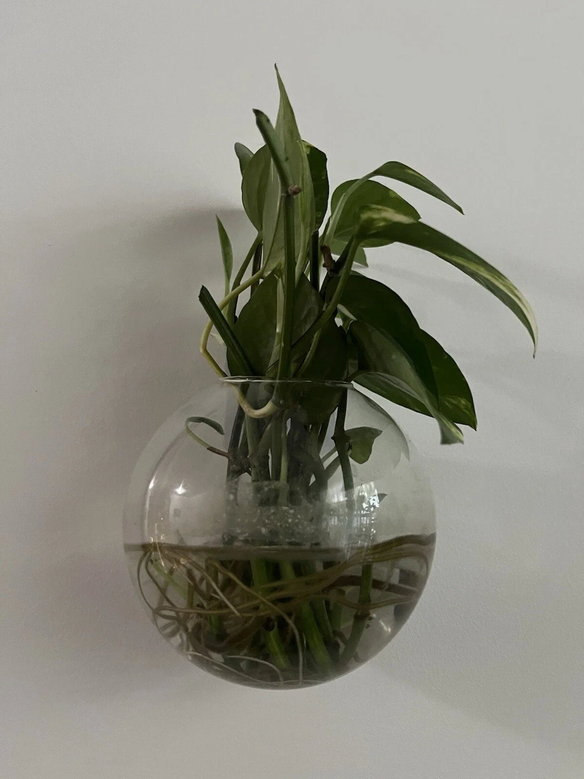 Pothos Cuttings - 5 Stem Plant Cuttings - Epipremnum aureum - Ideal for Indoor Gardening and Plant Propagation