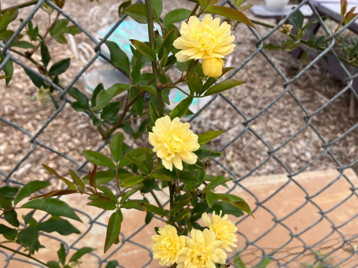Lady Banks Climbing Rose Cuttings (4) Thornless - Rosa banksiae