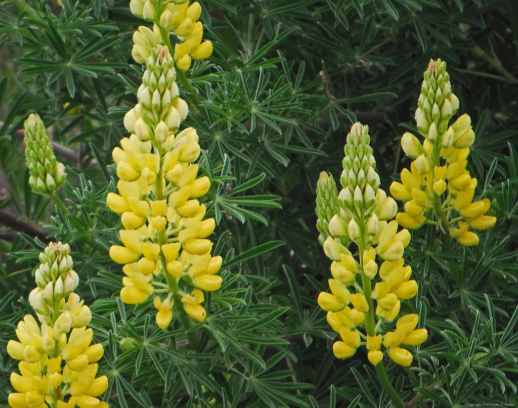 Yellow Lupine Seeds - Lupinus densiflorus aureus - Whitewhorl Lupine Flower Seeds - Non-GMO, Easy to Grow Garden Flower Seeds