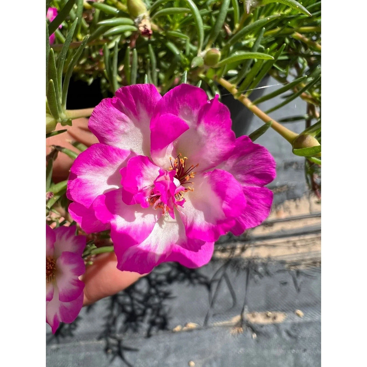 Pinky Snow Cuttings, 4" Stem, Portulaca grandiflora, Succulent Ground Cover, Drought-Tolerant, Flowering Plant