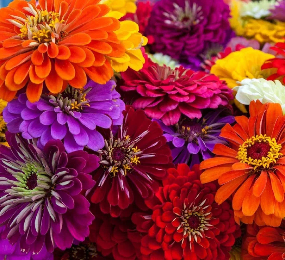 California Giant Zinnia Seeds | 50 Count | Zinnia elegans Flower Seeds