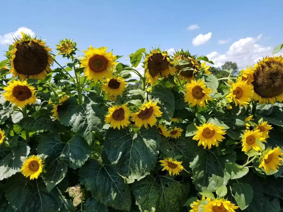 Sunflower Seeds - 50+ Pack - Black Oil Heirloom Non-GMO - Fresh Helianthus annuus