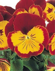 Pansy Seeds - 50 Joker Red and Gold Seeds - Viola x wittrockiana