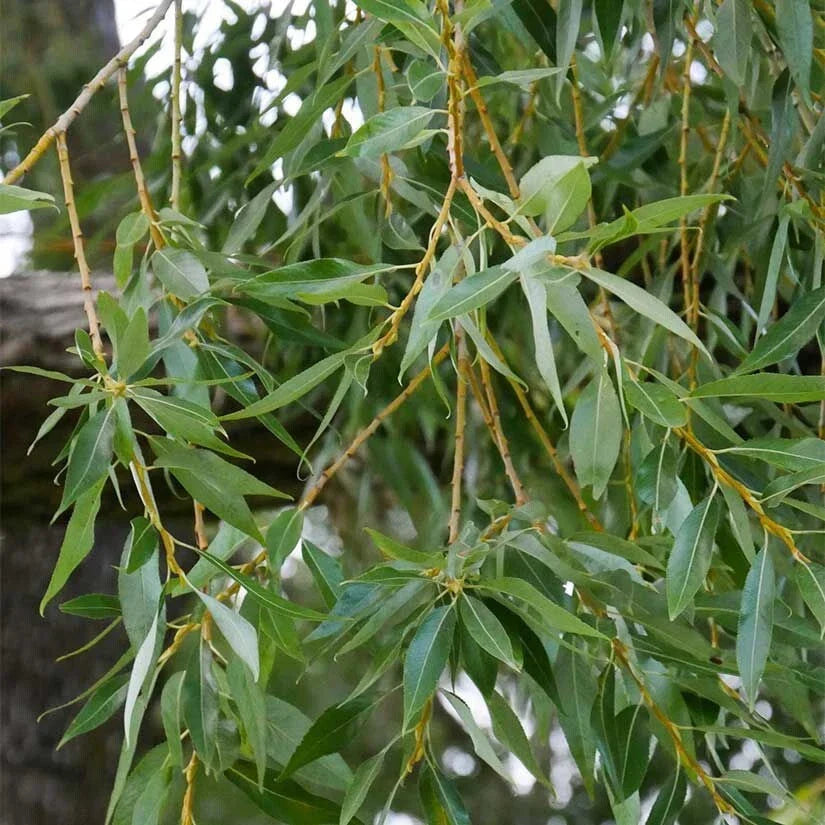 Weeping Willow Cuttings 9 Organic Salix Babylonica Bonsai Specimens for Garden, Landscape & Propagation