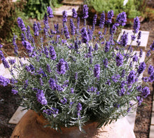 Lavender Plants 4 Plugs La Diva Vintage Violet Perennial Herb (Lavandula) - Fragrant Purple Flowers, 12-18" High, Zones 4-9