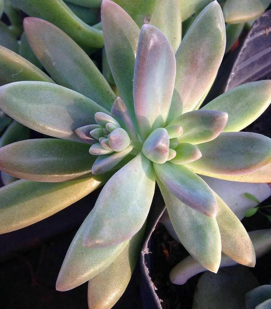 XL Pachyveria 'Blue Pearl' Unrooted Cutting - 10 x 3" Succulent Plant for Party Decor and Floral Arrangements