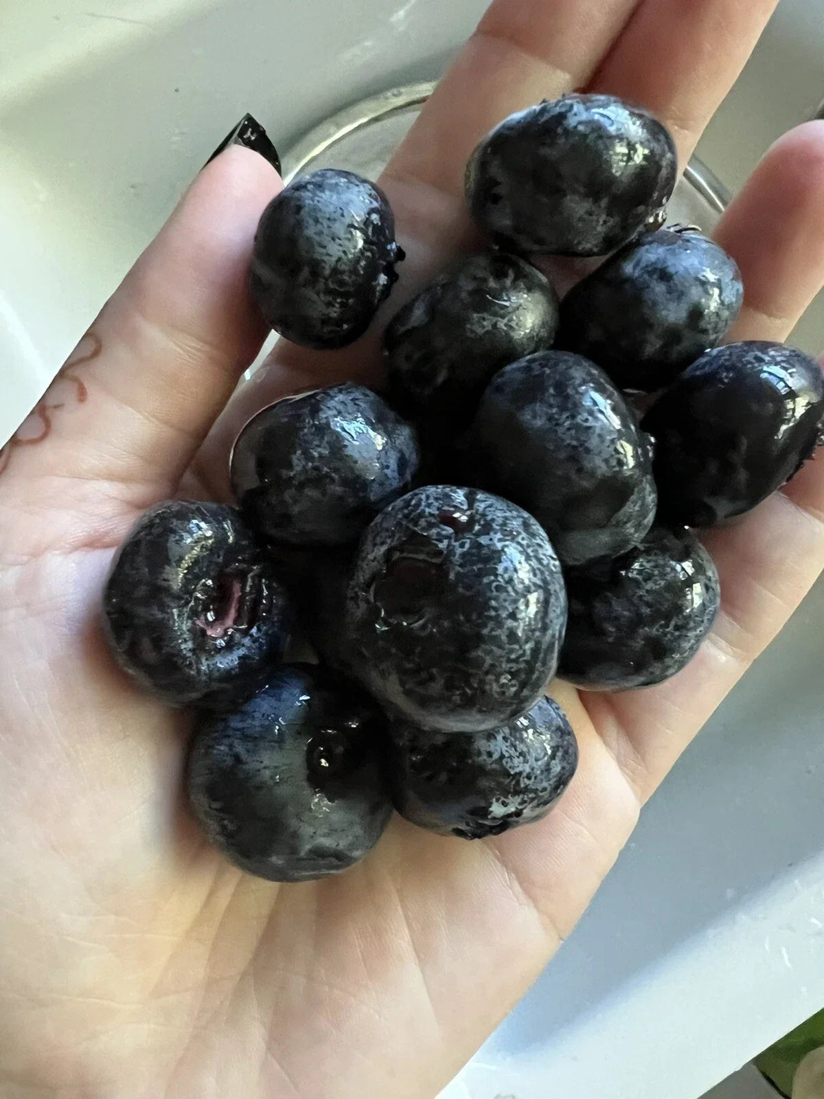 Giant Blueberry Seeds - Organic Vaccinium corymbosum for Edible Garden, Homegrown USA, Fruit, Container Planting