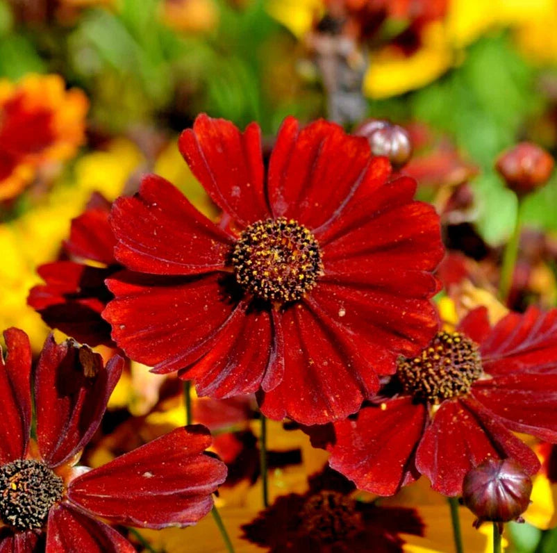 Coreopsis Seeds 20,000 Count Red Dwarf Plains Coreopsis Annual Flowers Coreopsis tinctorius