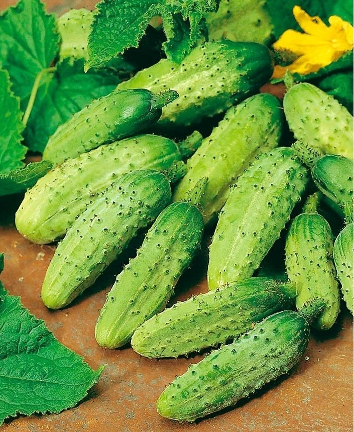 Wisconsin SMR-58 Cucumber Seeds – Organic Heirloom Pickling Variety, Non-GMO, 100+ Seeds, Vining Cucumis sativus for Home Garden