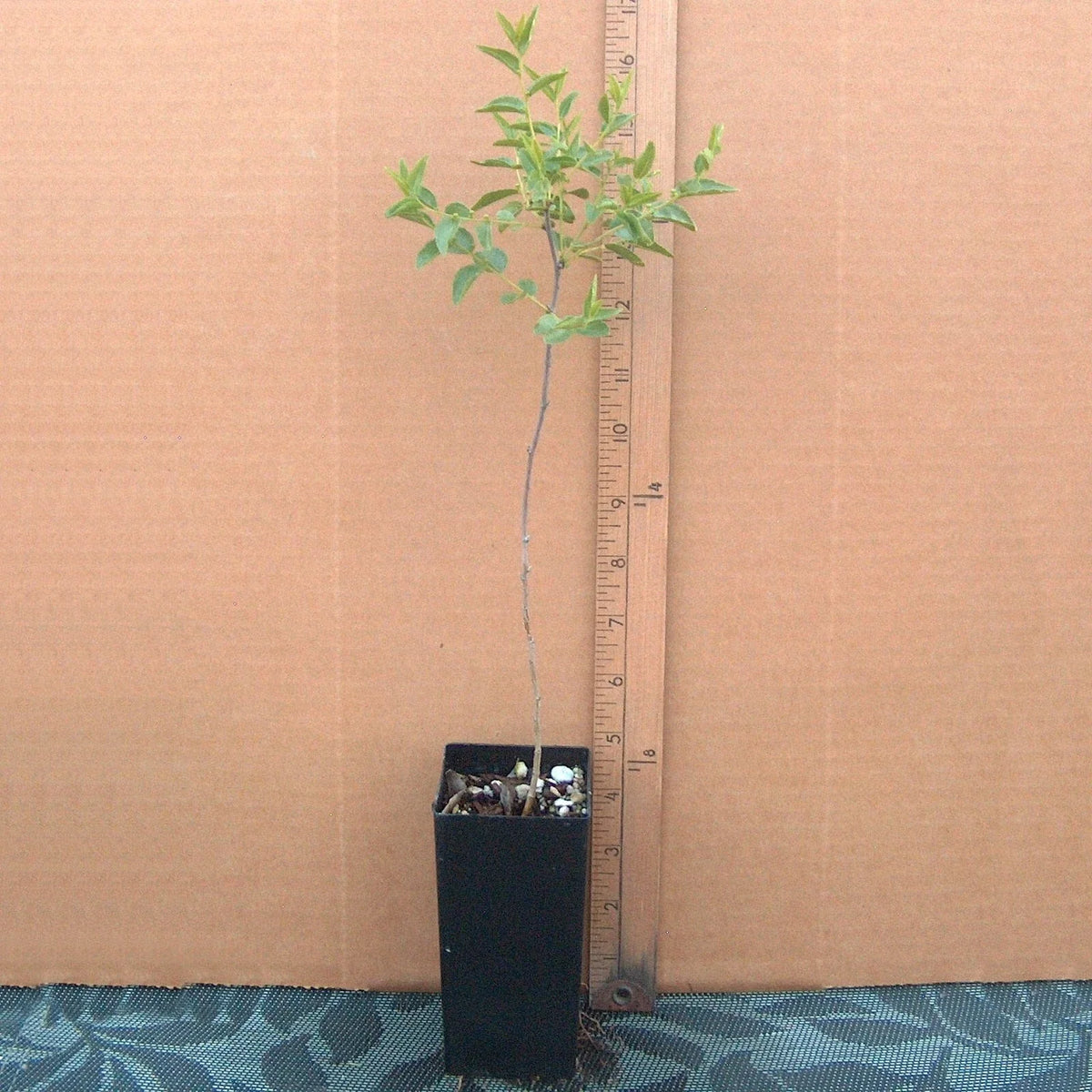 Sour Jujube Rootstock Small Tree Plant for Grafting Fruits - Ziziphus jujuba - Pot Included