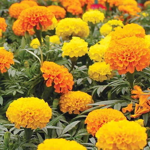 Marigold Seeds - CrackerJack Mix - Heirloom Tagetes erecta - Bulk Flower Seeds for Garden, Container Planting