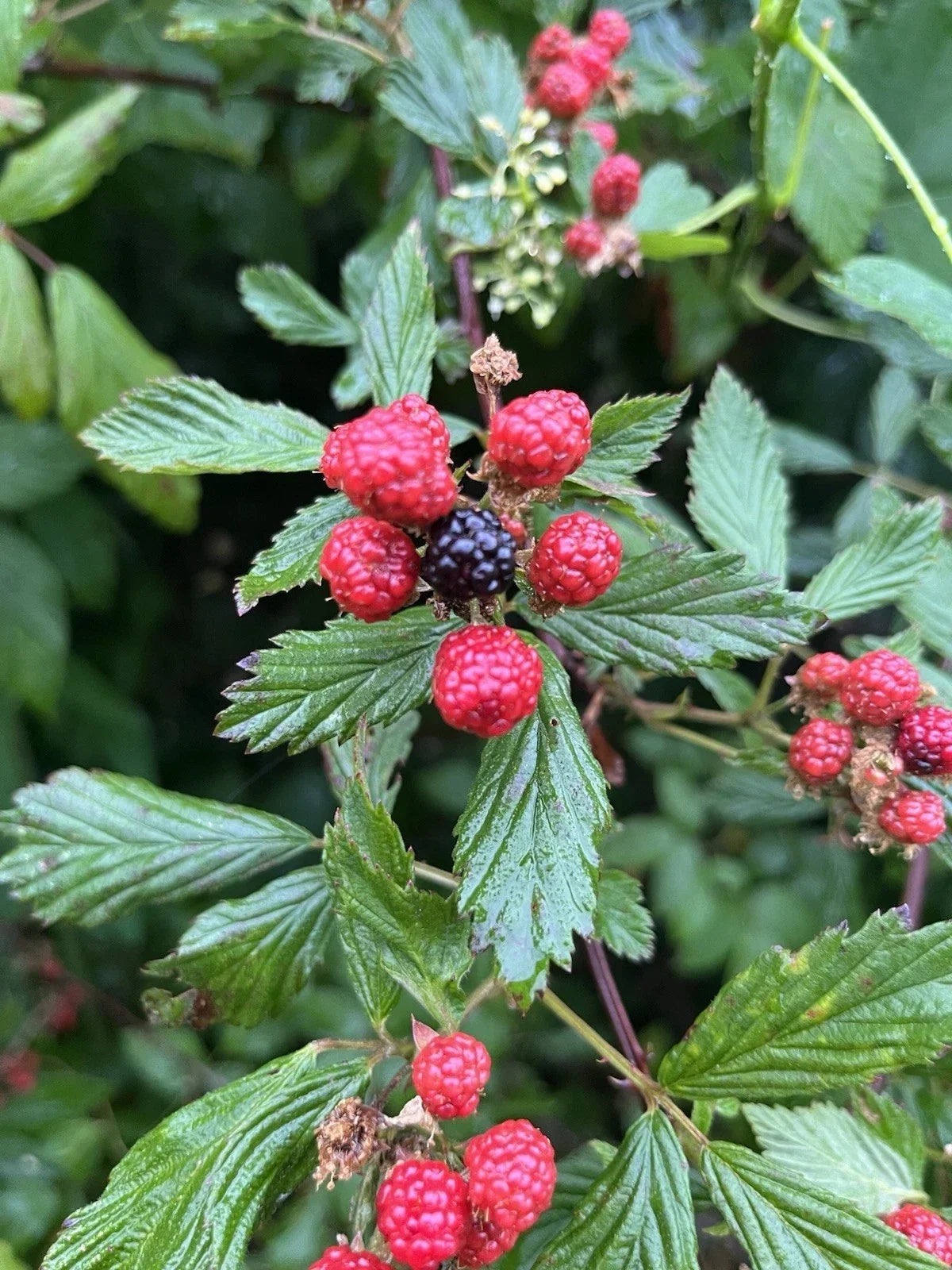 Wild Blackberry Plants, Bare Root, Rubus fruticosus, Organic Berry Bushes for Home Garden, 5 Pack