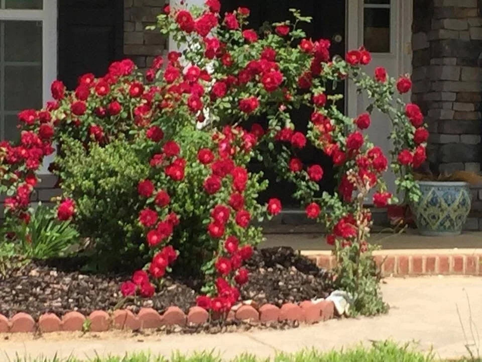 Dr. Huey Rose Plant Cuttings - 6 Live Climbing Bush Shrub Rosa 'Dr. Huey' for Garden, Fence, Trellis