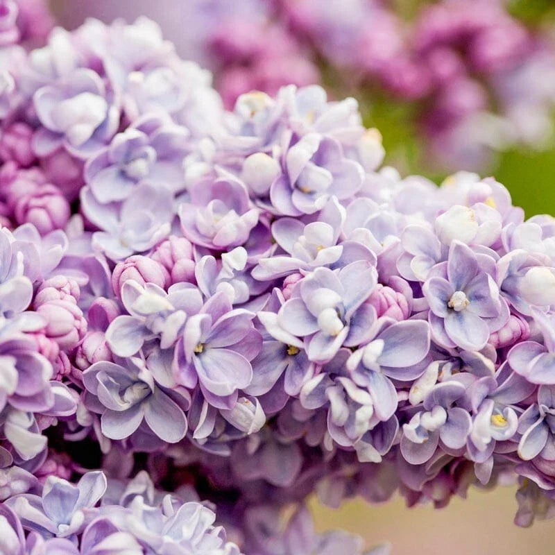 25 President Gra Lilac Seeds - Fragrant Flowering Perennial (Syringa vulgaris) - Perfect for Gardens and Landscapes