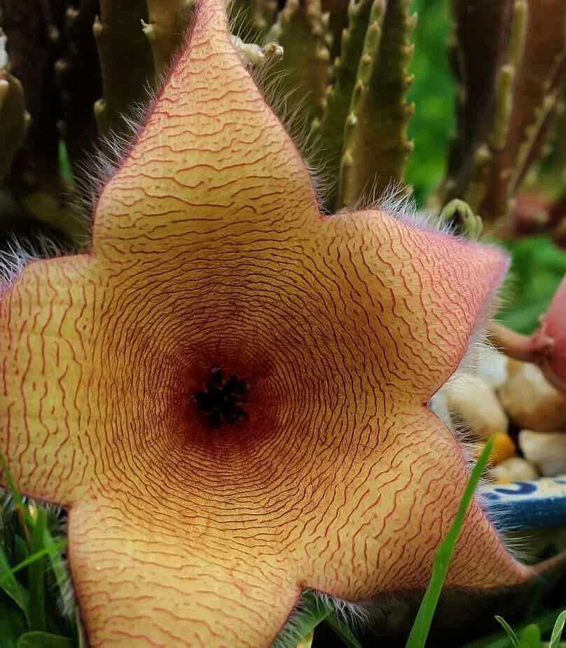XLARGE Stapelia Gigantea Cutting - Lifesaver Plant with 6-Inch Star-Shaped Flowers - Succulent, Drought-Resistant, Indoor & Garden