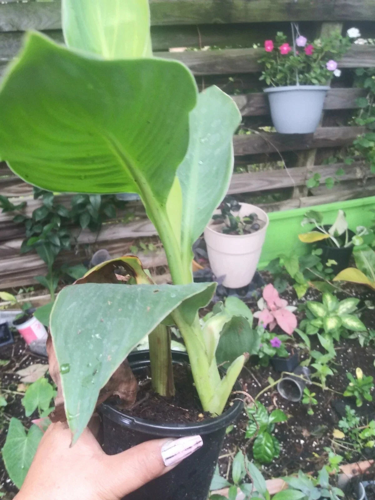 Tropicana Canna Plant in Pot | Tropical Orange Blooms | Canna indica | Well-Rooted Garden Flower