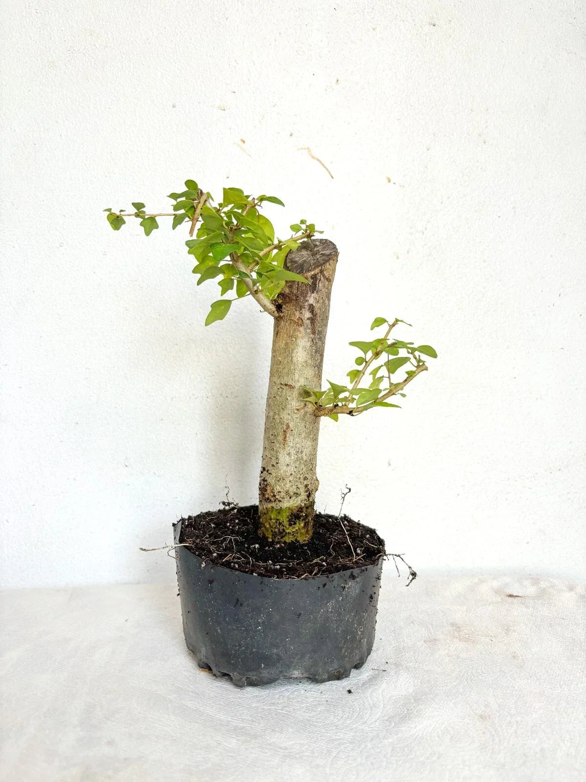 Parrot's Beak Plant - Pre-Bonsai Gmelina philippensis Fat Trunk Indoor Bonsai Tree