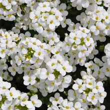 Rock Cress Seeds - 1000+ Non-GMO White Flower Perennial for Rock Gardens - Arabis caucasica