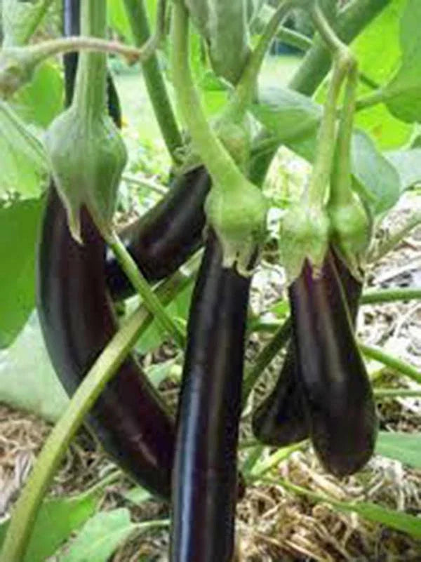 Eggplant Seeds, 500 Count, Long Purple Heirloom, Non-GMO, Garden Seed, Solanum melongena