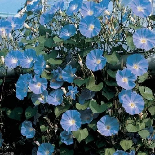 Morning Glory Seeds - 200+ Heavenly Blue Climbing Variety - Ipomoea tricolor - Vibrant Blue Flowers for Trellises & Fences