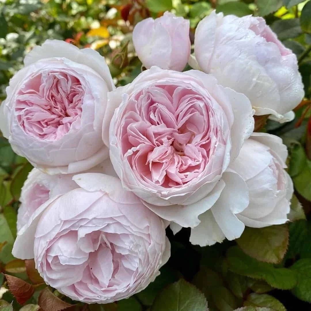 Earth Angel Rose Floribunda Unrooted Cuttings - 3 Fresh Pink Rose Plant Cuttings Rosa 'Earth Angel'