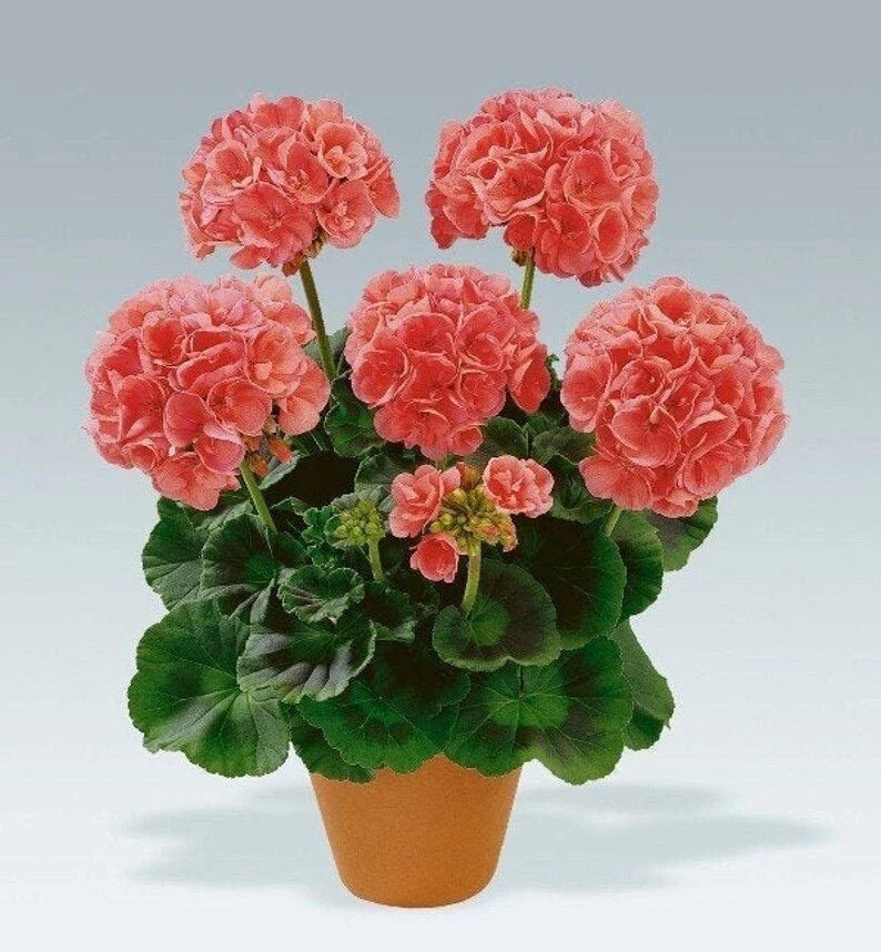 Geranium Cuttings 4-Pack Salmon-Pink Upright Pelargonium