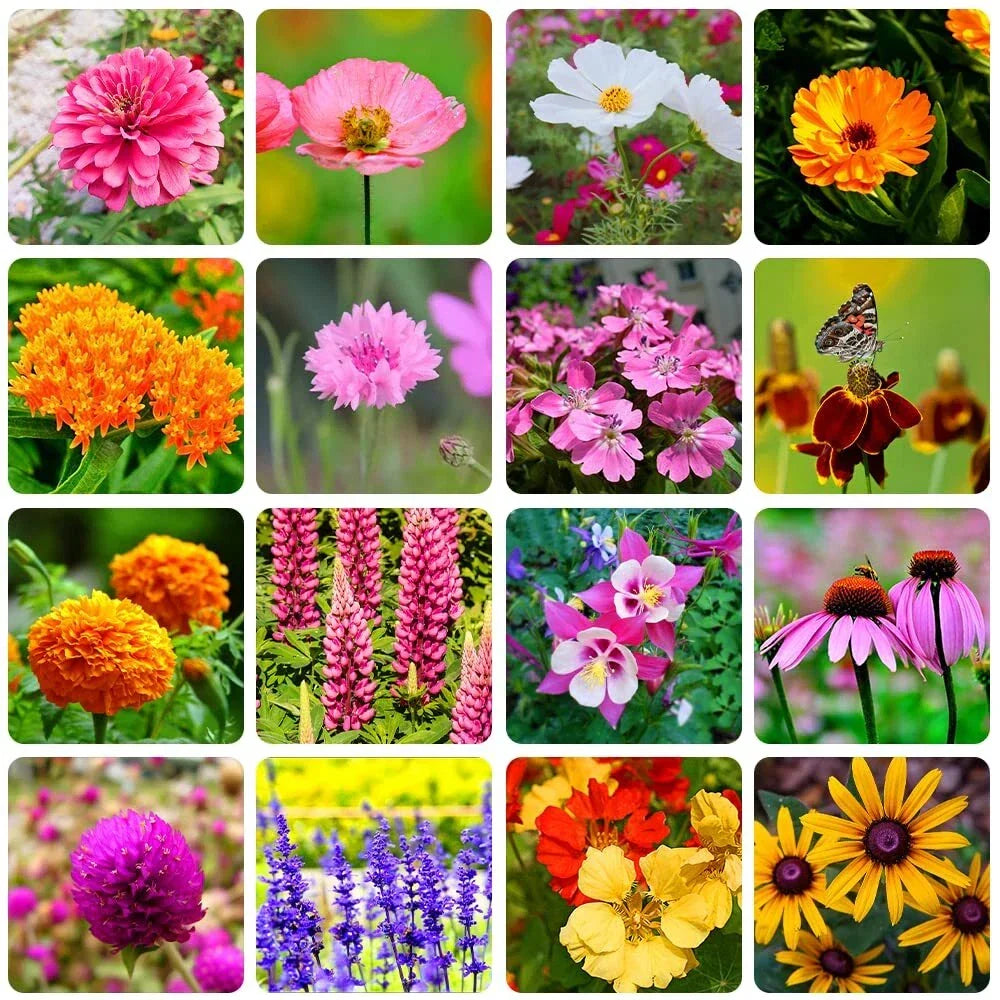 Bulk Wildflower Seeds Packet – 10,000+ Varieties Native Wildflowers Eco-Friendly Mix for Gardens & Meadows