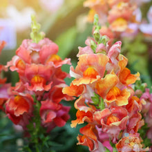 Rocket Bronze Snapdragon Seeds - 1000+ Bulk Pack for Garden Planting - Antirrhinum majus - USA Grown, Free Shipping