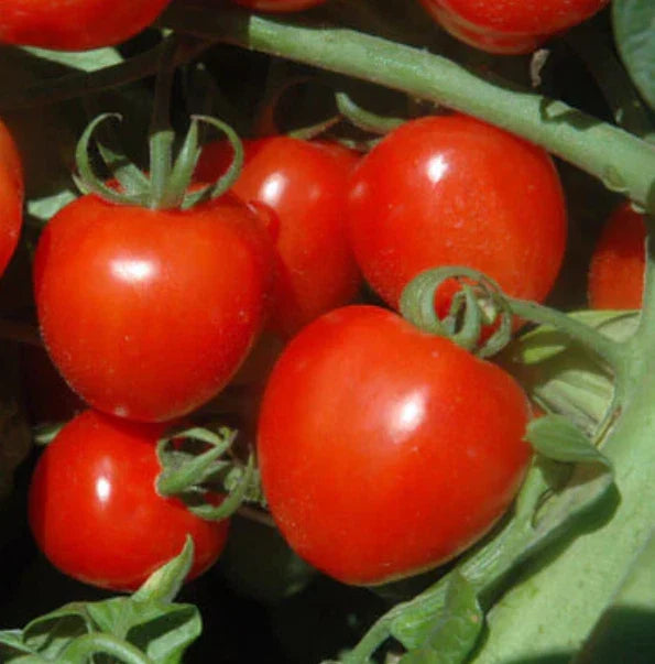 Cherry Tomato Seeds - Tomatoberry Variety - Indeterminate Heirloom, Non-GMO - 50 Seeds