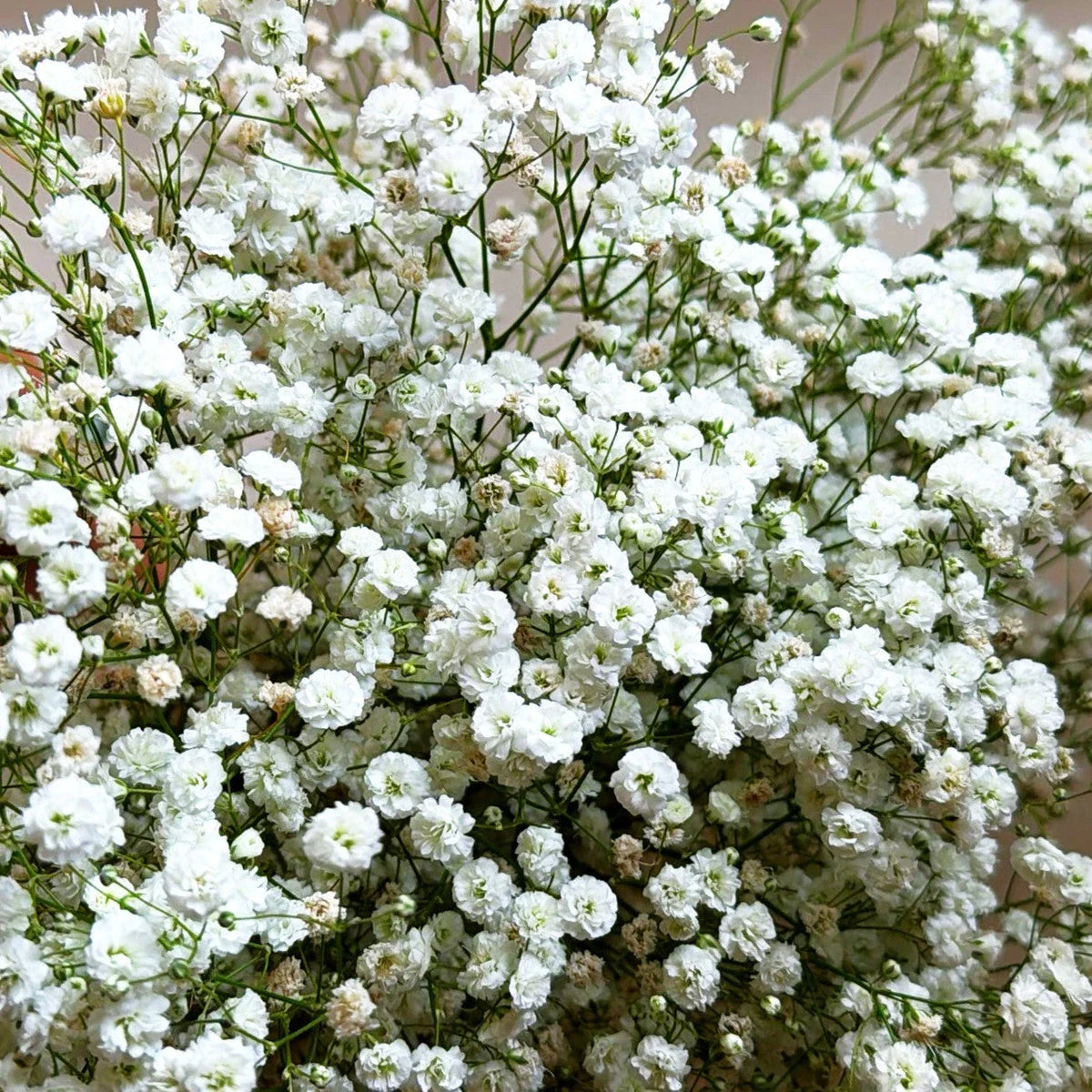 Baby's Breath Seeds - Perennial Gypsophila Paniculata - Ideal for 2025 Planting, White Floral Blooms, Easy to Grow