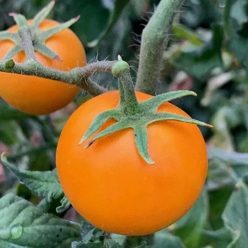 Orange Cherry Tomato Seeds - Heirloom, Non-GMO, Organic - 10+ Rare Seeds - Solanum lycopersicum
