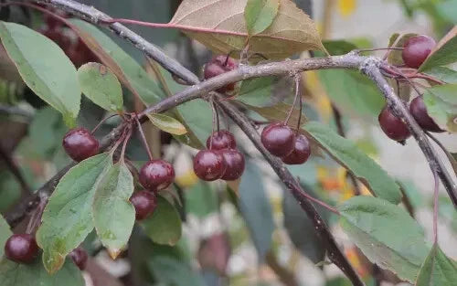Royal Beauty Crabapple Seeds - 25+ Pack for Garden Planting - Malus 'Royal Beauty' - USA - Free Shipping