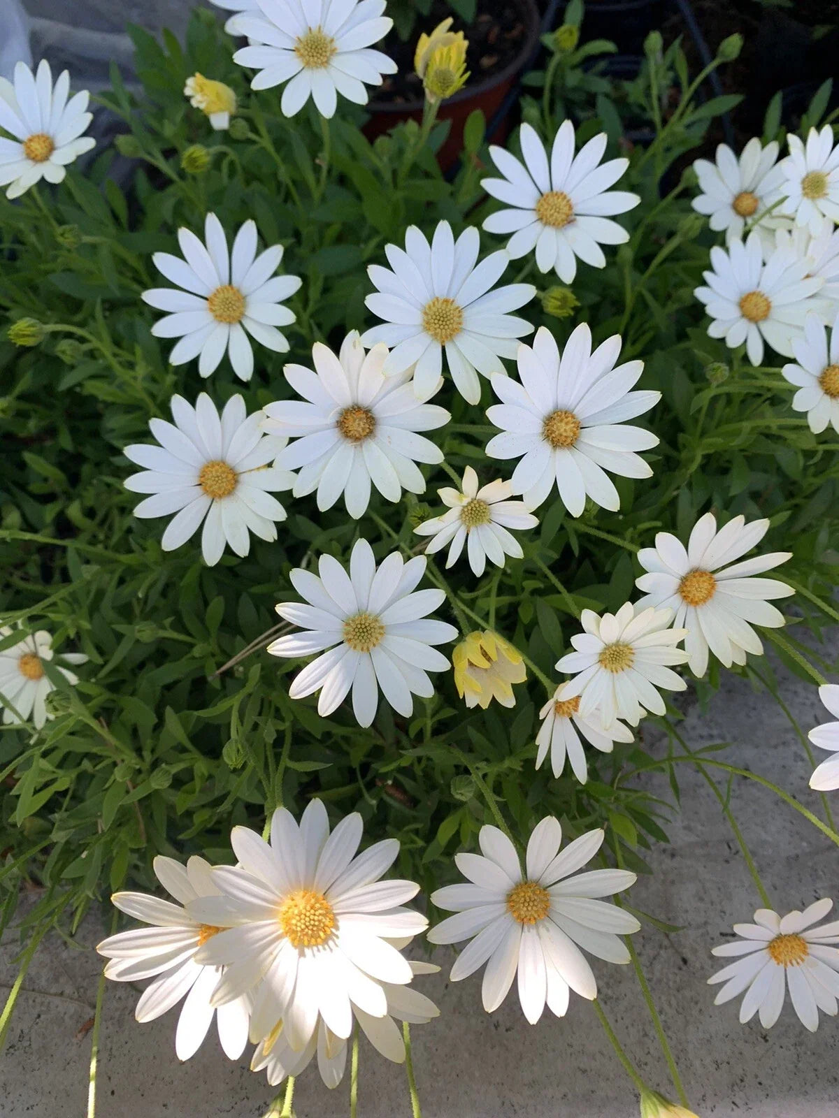 Cream and Yellow African Daisy Plant in 6-Inch Pot, Osteospermum, Indoor Outdoor Flowering Shrub