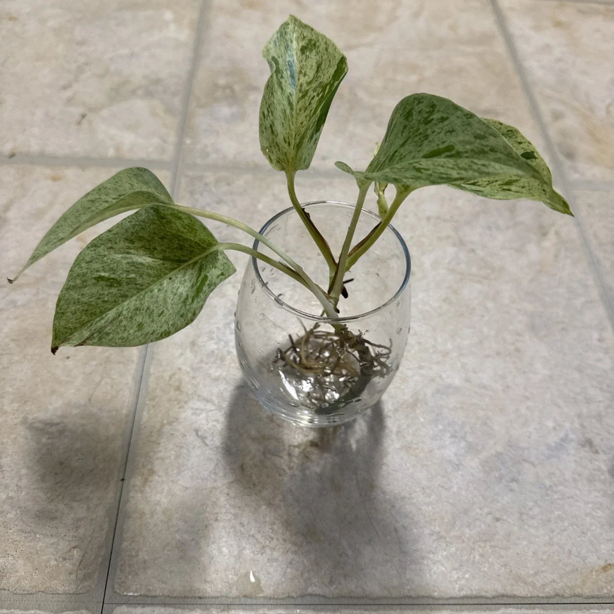 Pothos Cutting with Roots - Marble Queen Variegated Houseplant - Epipremnum aureum
